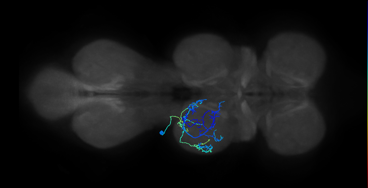 IN03A073_L (MaleCNS:806422)