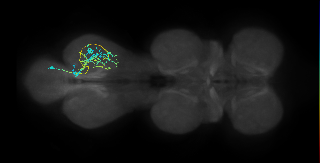 IN03A075_R (MaleCNS:804406)