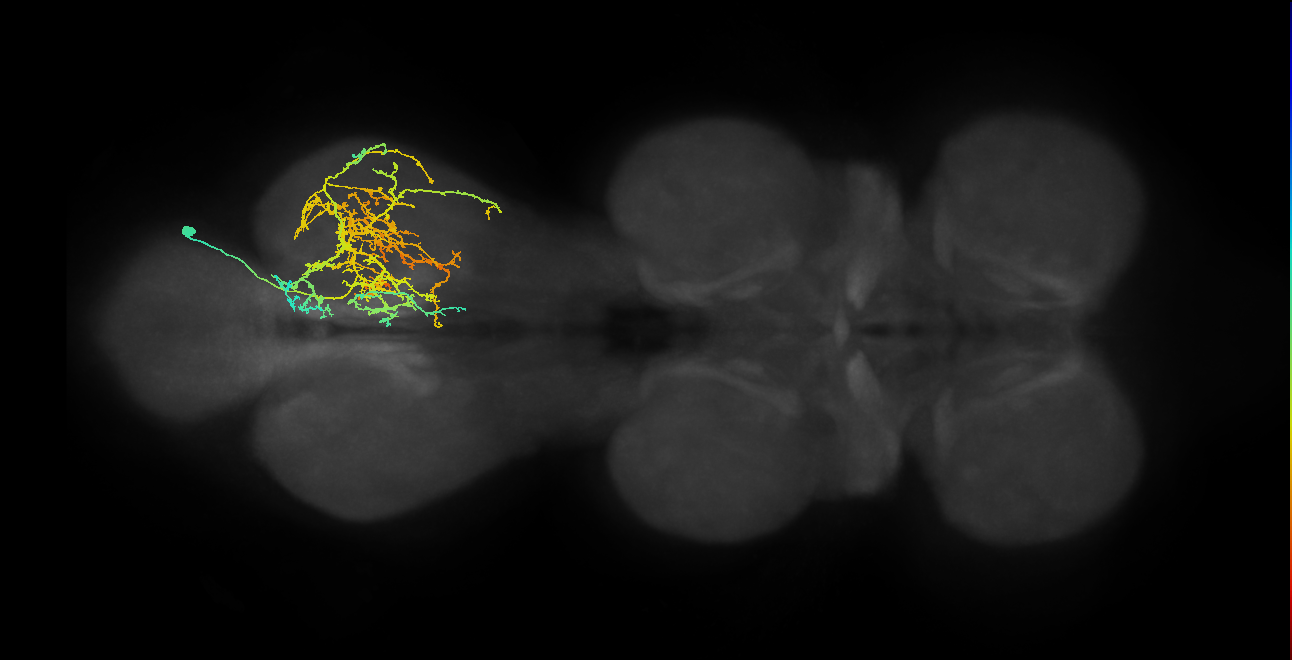 IN03A077_R (MaleCNS:818434)