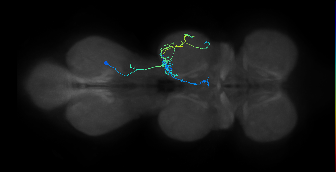 IN03A079_R (MaleCNS:807988)