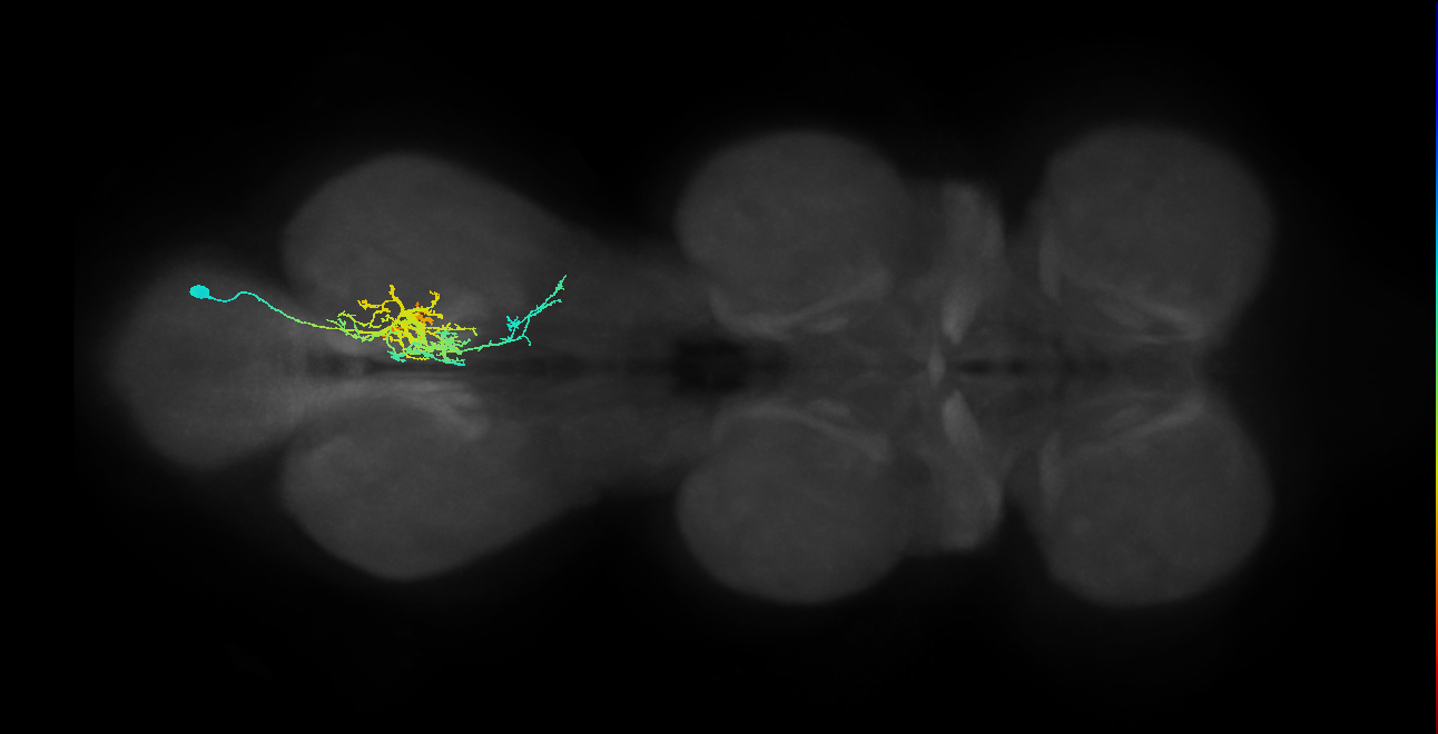 IN03A082_R (MaleCNS:808288)