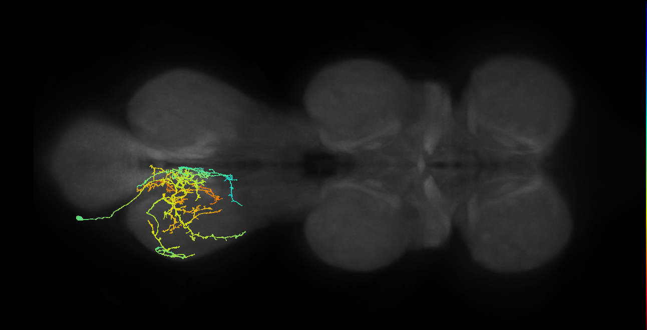 IN03A082_L (MaleCNS:902451)