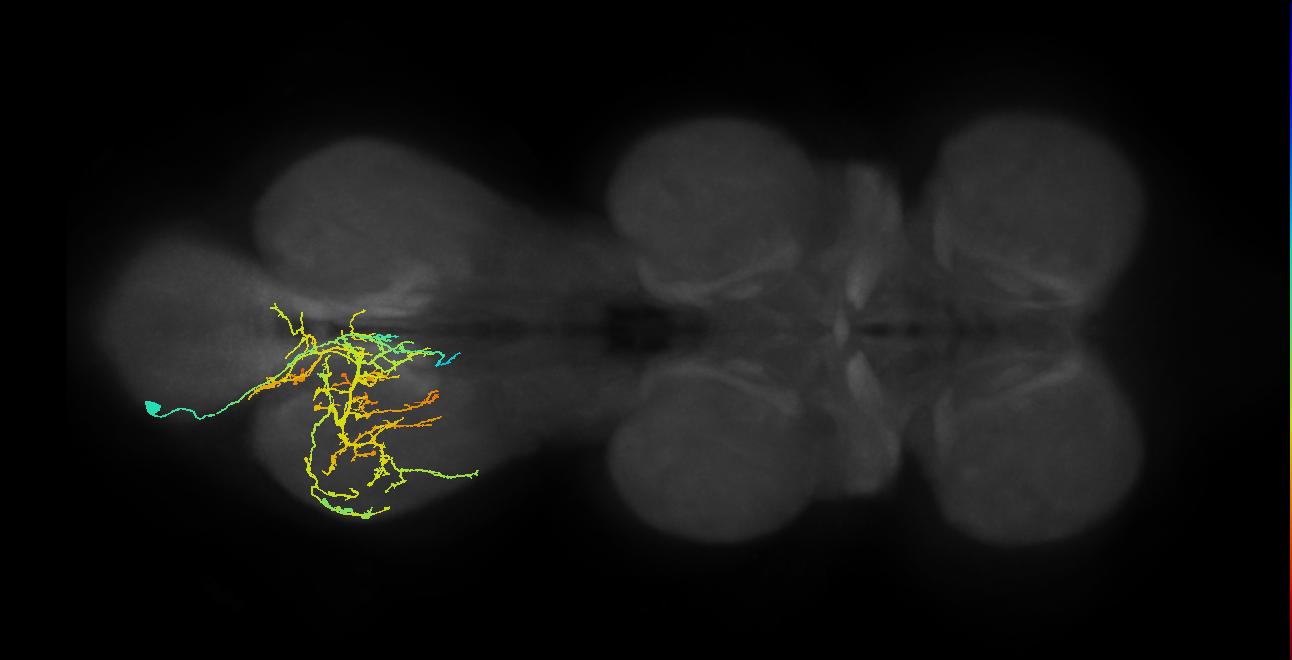 IN03A082_L (MaleCNS:904806)