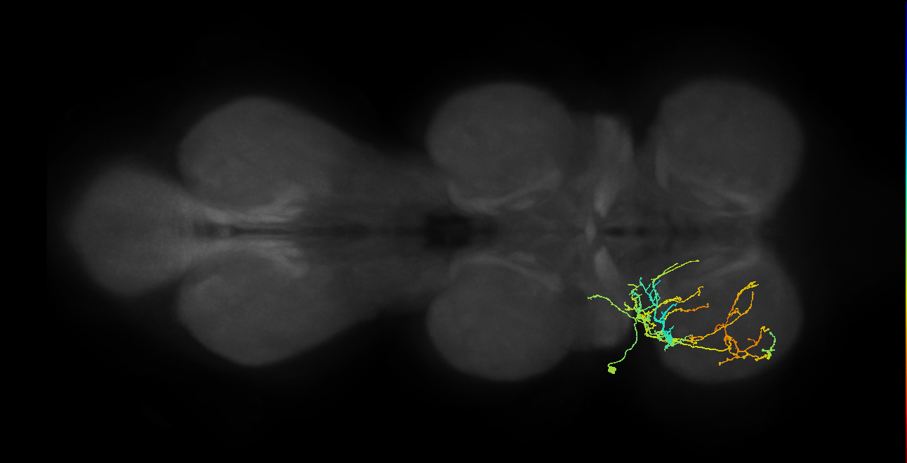 IN03A084_L (MaleCNS:805830)