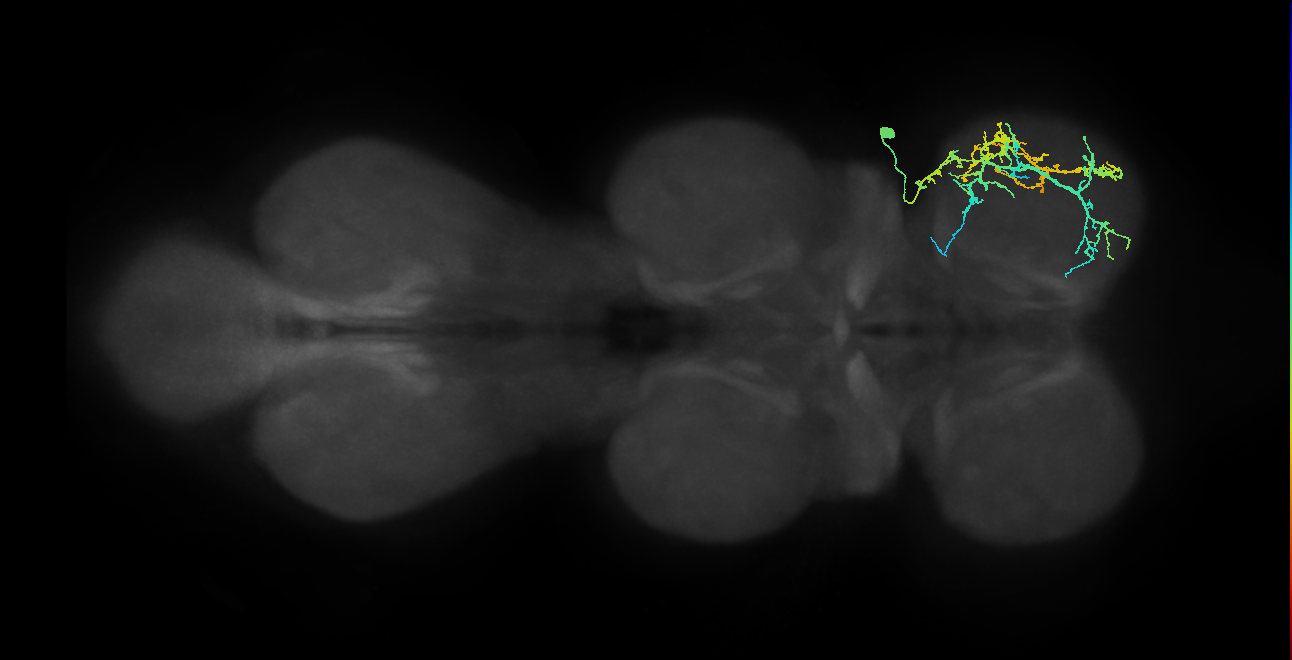 IN03A087_R (MaleCNS:908979)