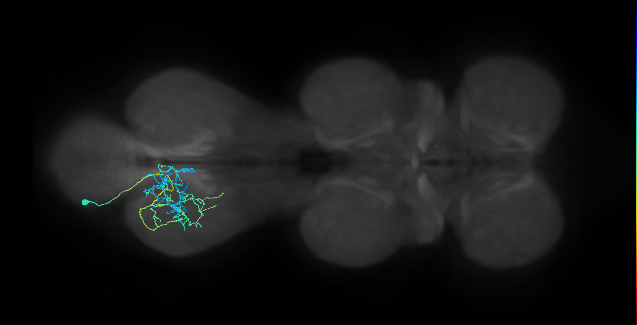 IN03A088_L (MaleCNS:808829)
