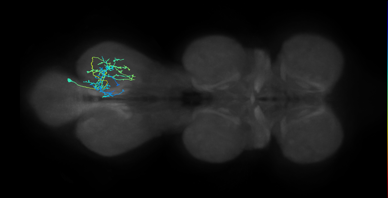 IN03A088_R (MaleCNS:807097)