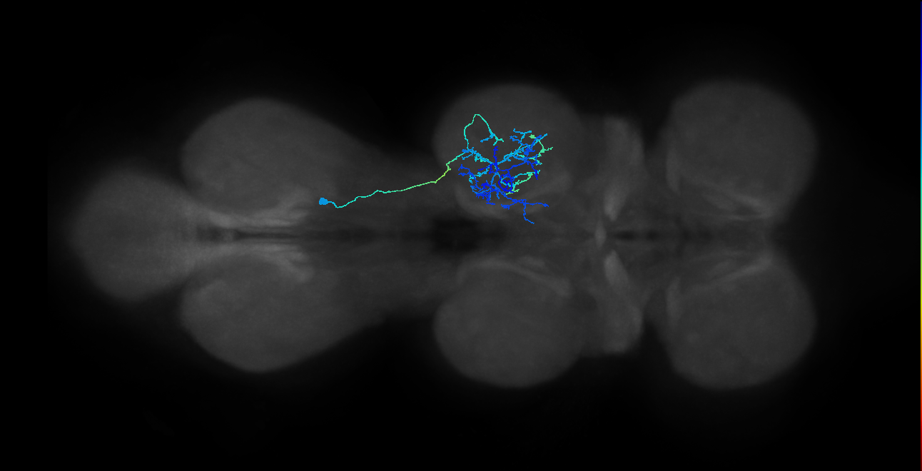 IN03A088_R (MaleCNS:905050)