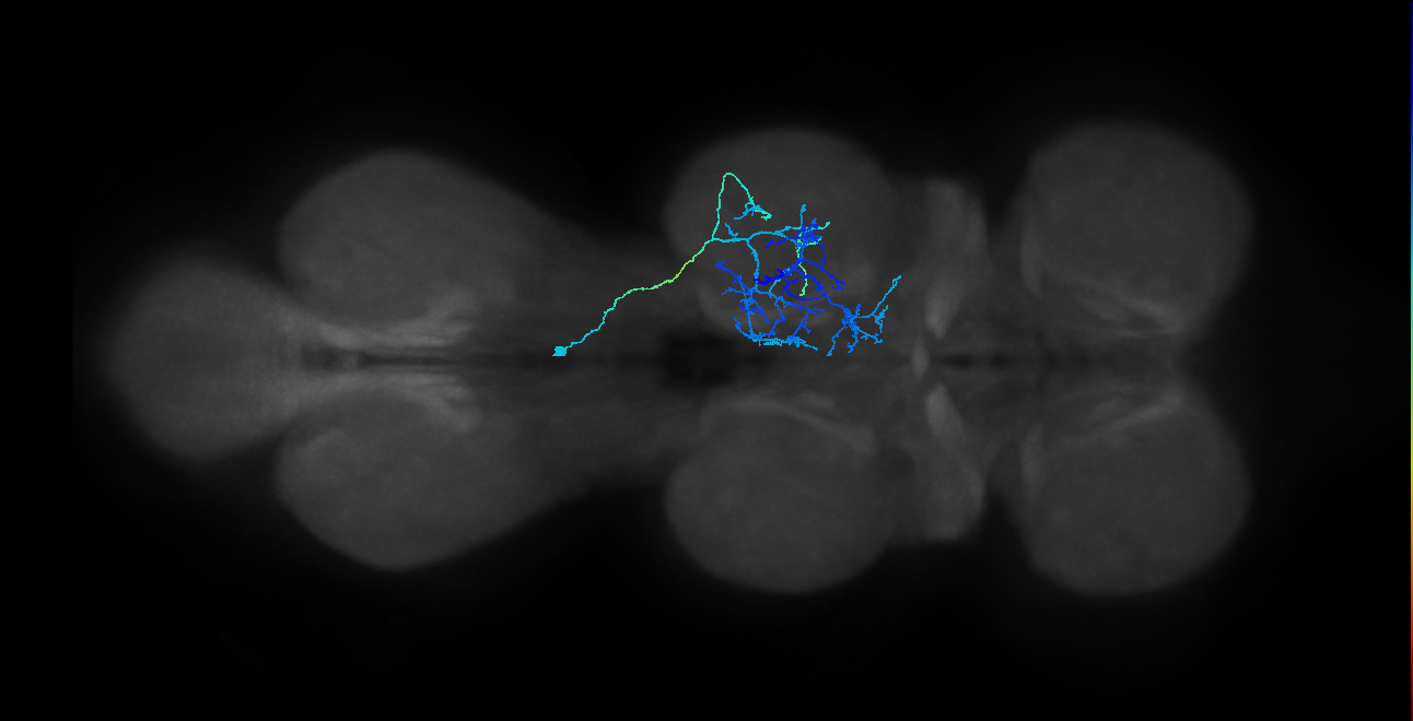 IN03A089_R (MaleCNS:909486)