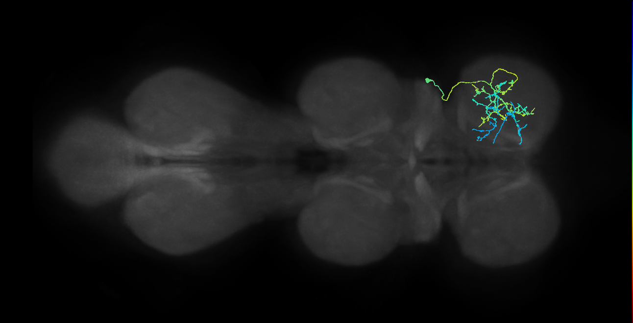 IN03A089_R (MaleCNS:801274)