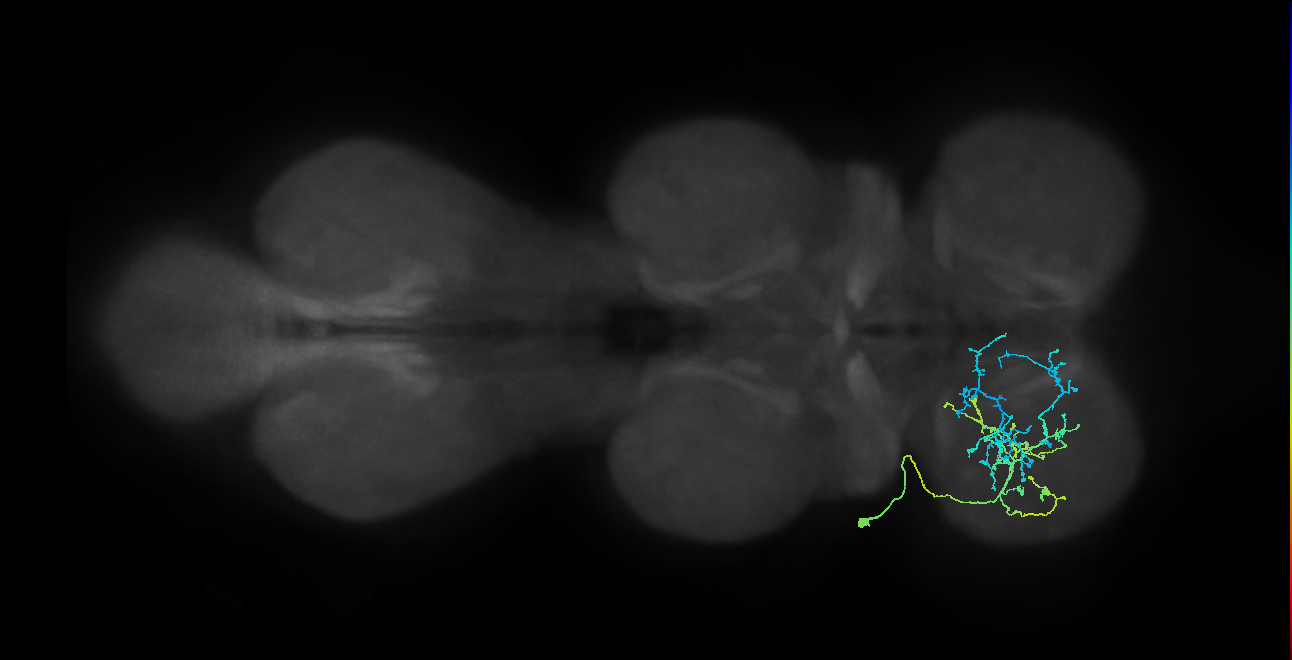 IN03A089_L (MaleCNS:905314)
