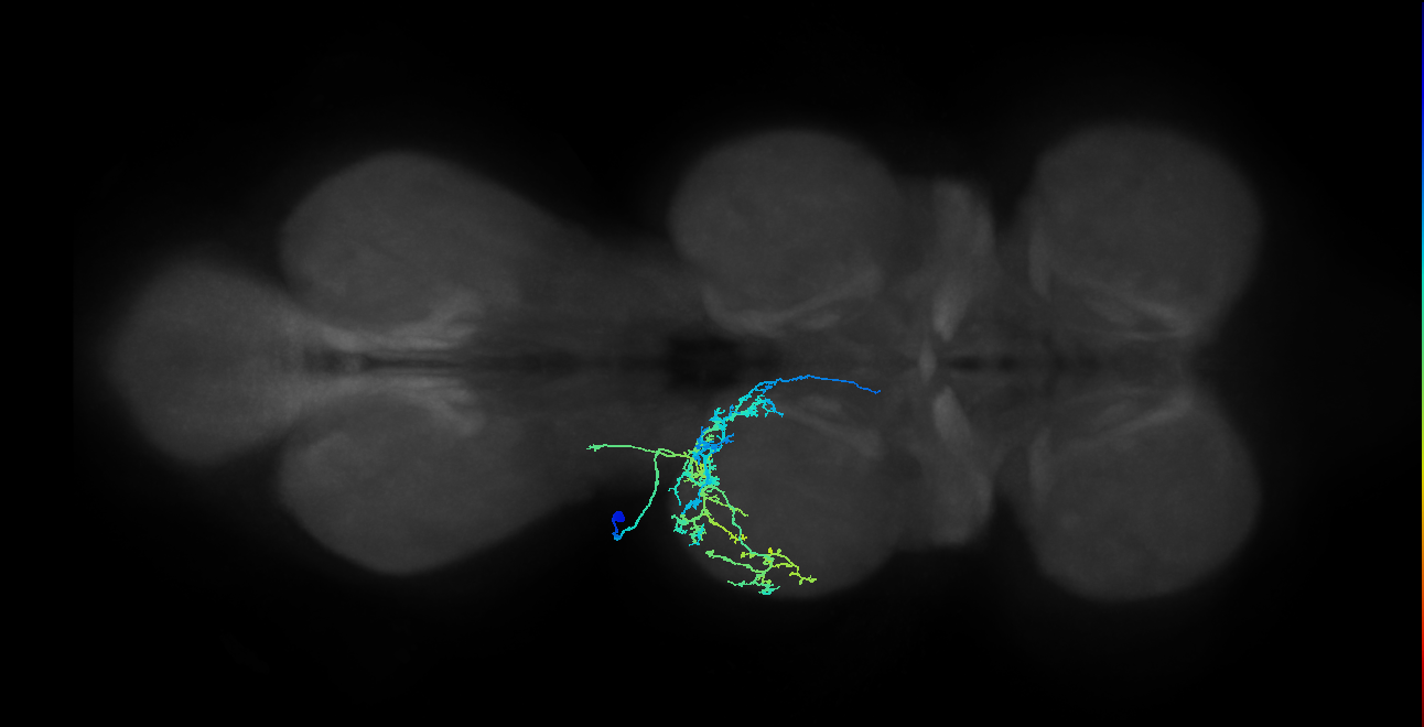 IN03A091_L (MaleCNS:902532)