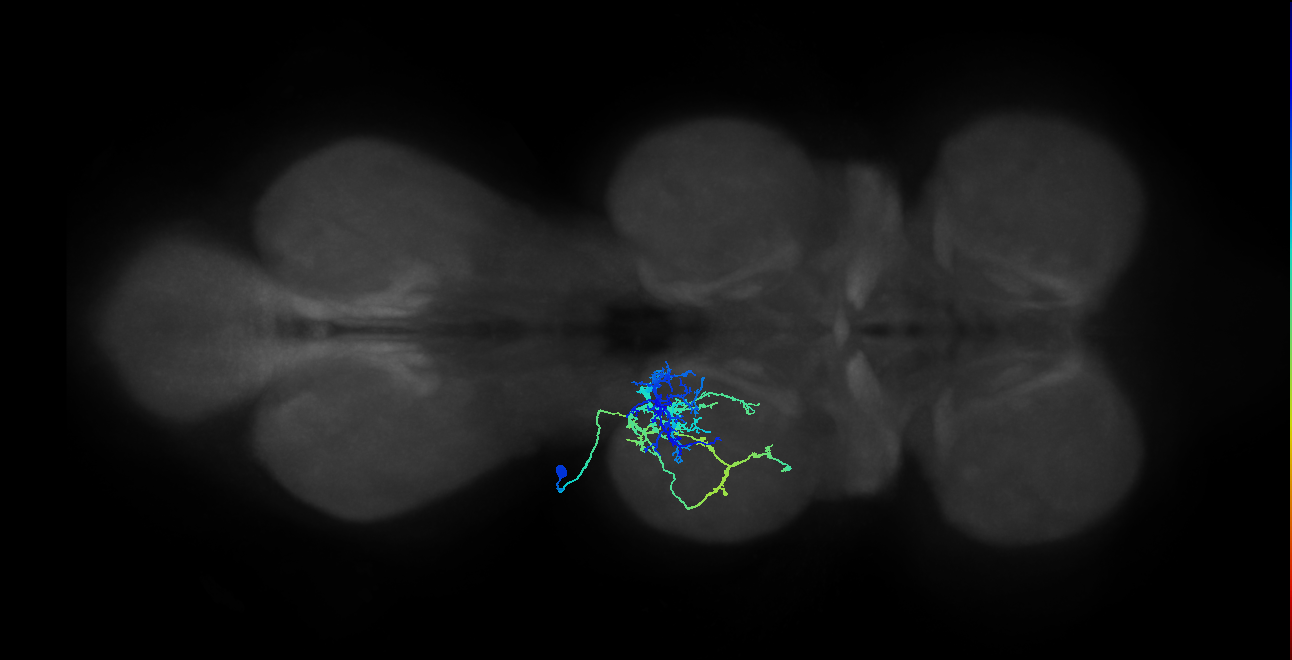 IN03A091_L (MaleCNS:804160)