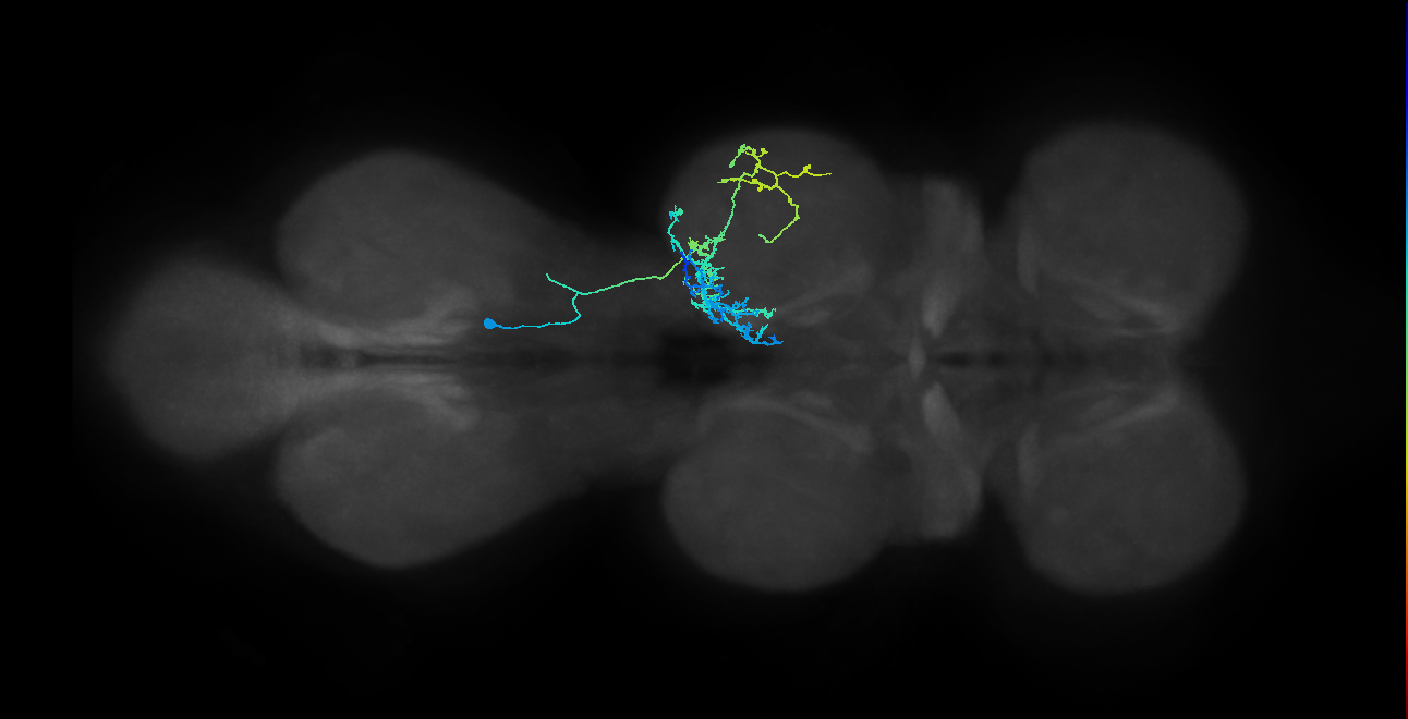 IN03A091_R (MaleCNS:904422)