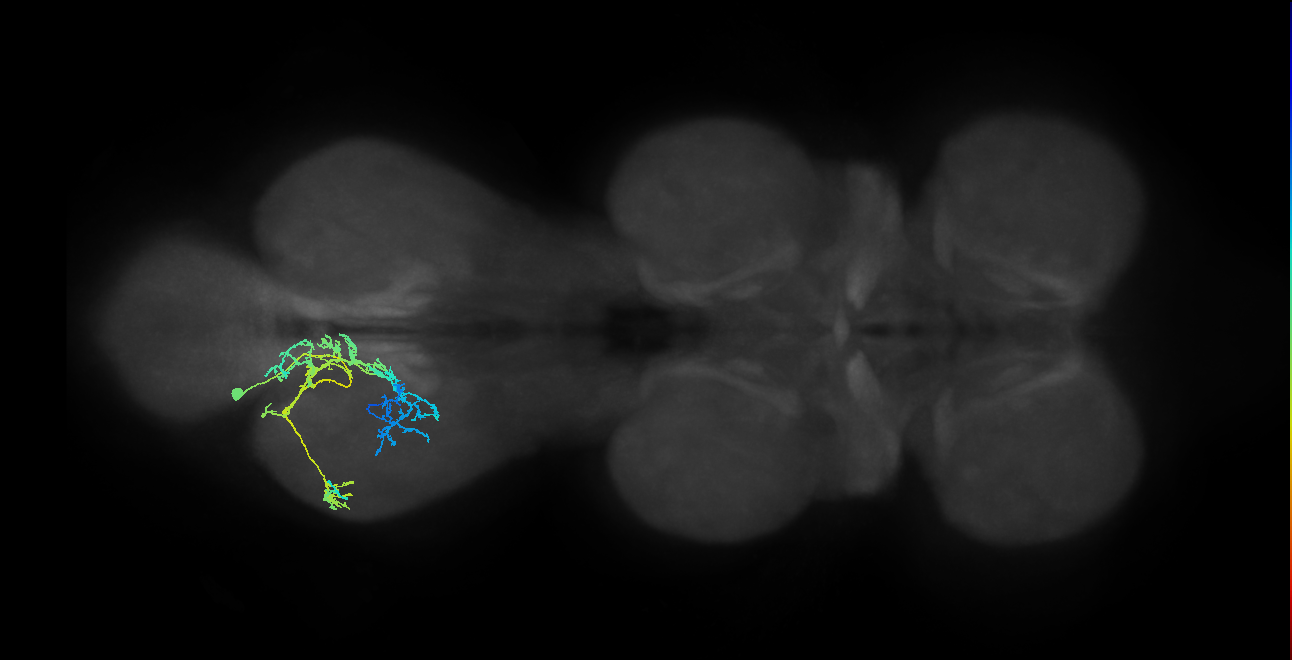 IN03A092_L (MaleCNS:805613)