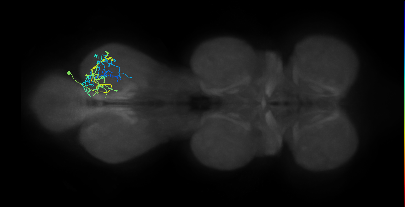 IN03A092_R (MaleCNS:807327)