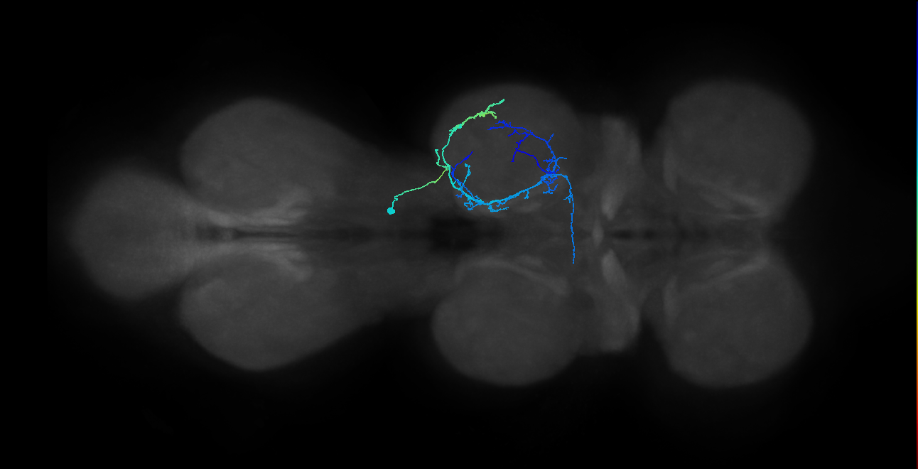 IN03A093_R (MaleCNS:808692)