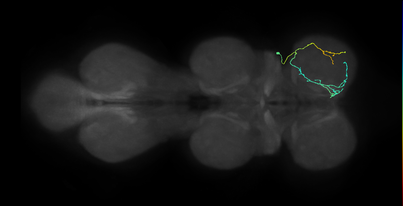IN03A094_R (MaleCNS:819865)