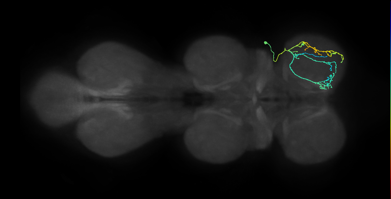 IN03A094_R (MaleCNS:909099)