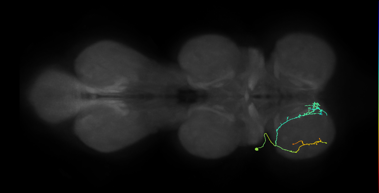 IN03A094_L (MaleCNS:815781)