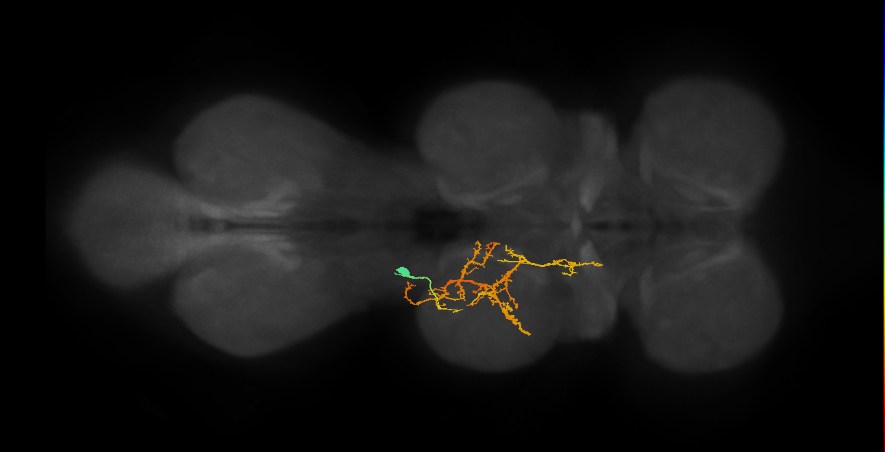 hemilineage 3B secondary neuron