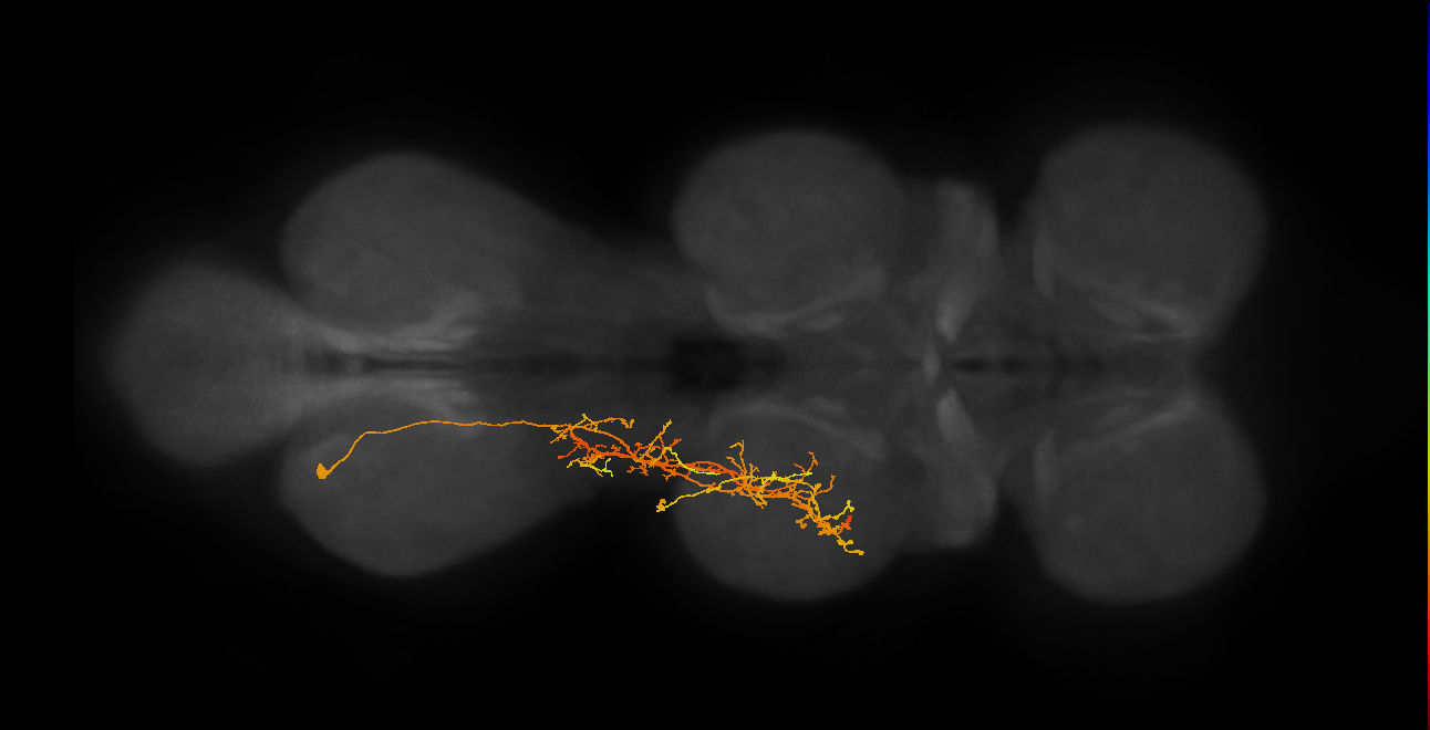 IN03B063_L (MaleCNS:813247)