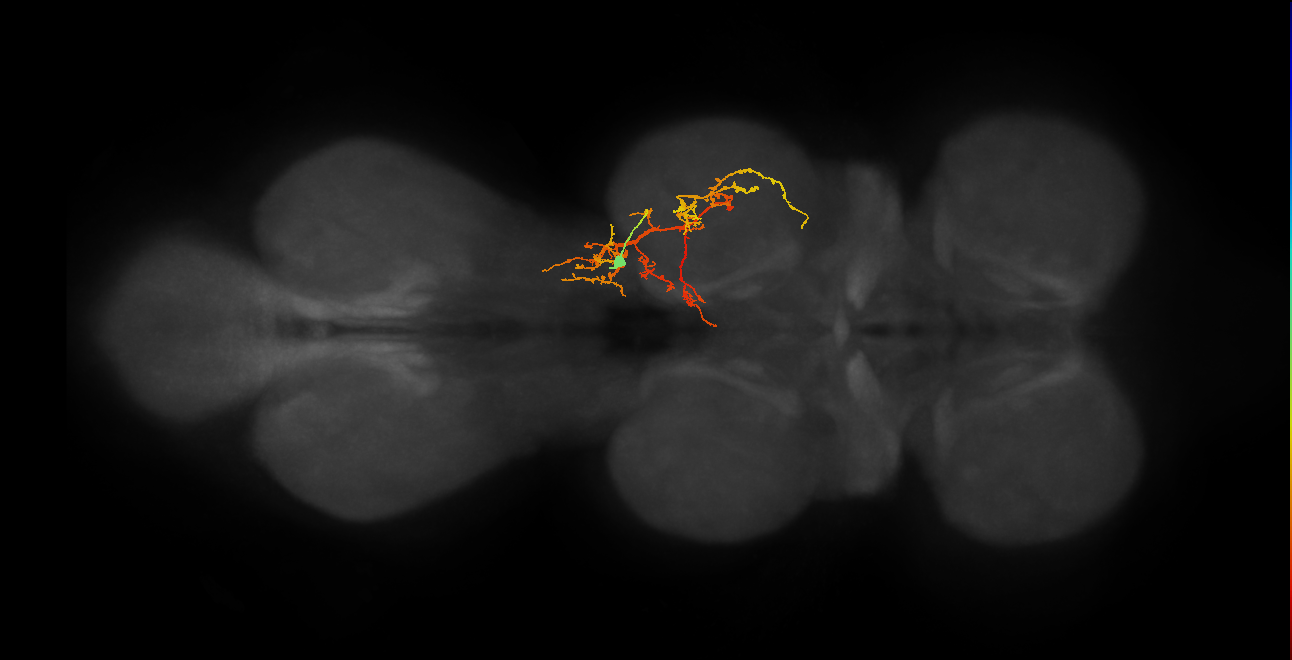 IN03B070_R (MaleCNS:815286)
