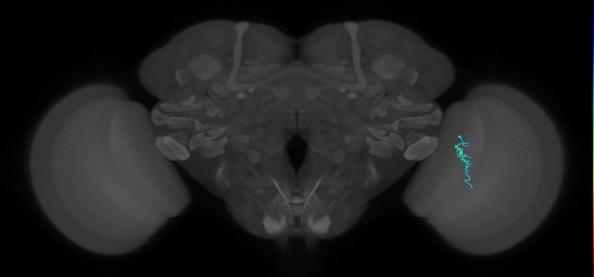 Dm3a_R (MaleCNS:150959)