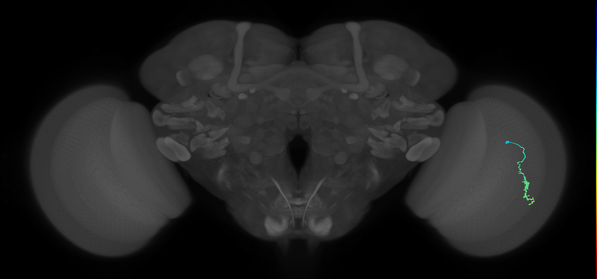 Dm3a_R (MaleCNS:117411)
