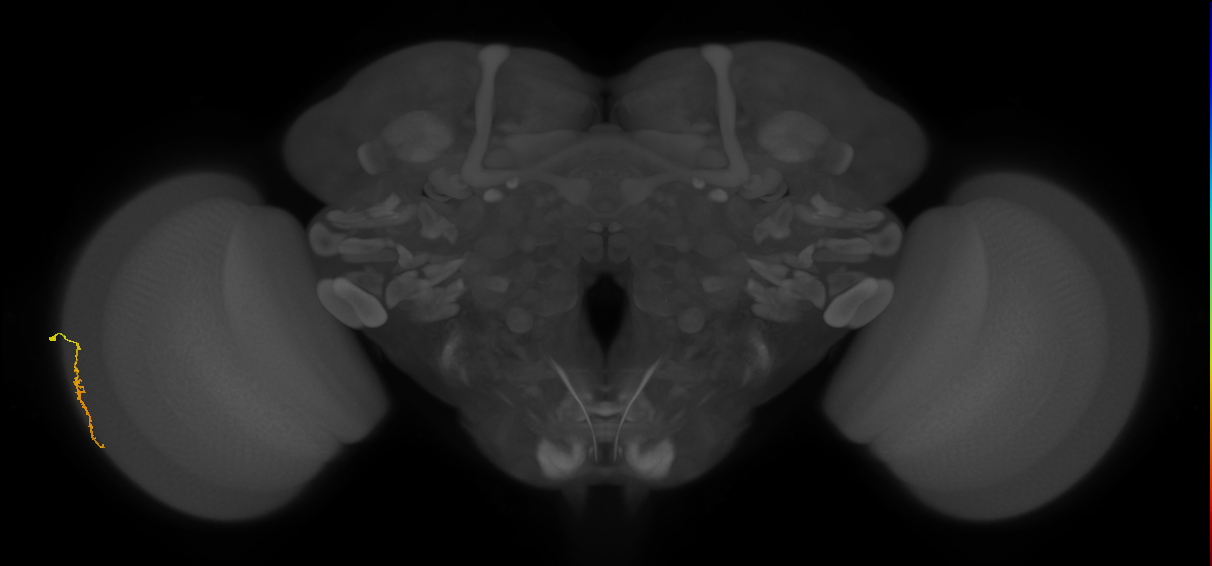 Dm3a_L (MaleCNS:513144)