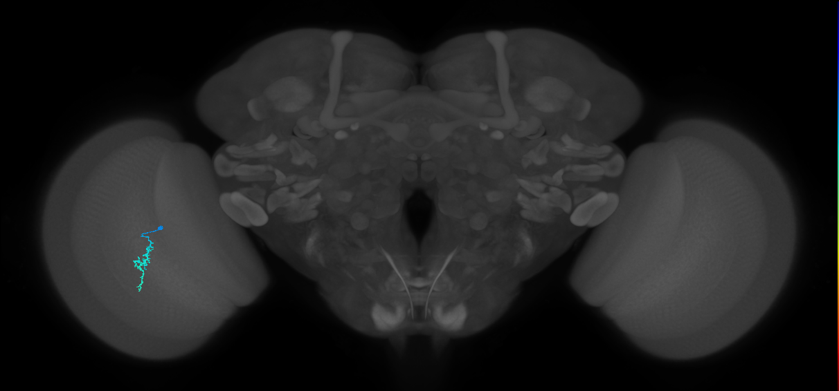 Dm3a_L (MaleCNS:145714)