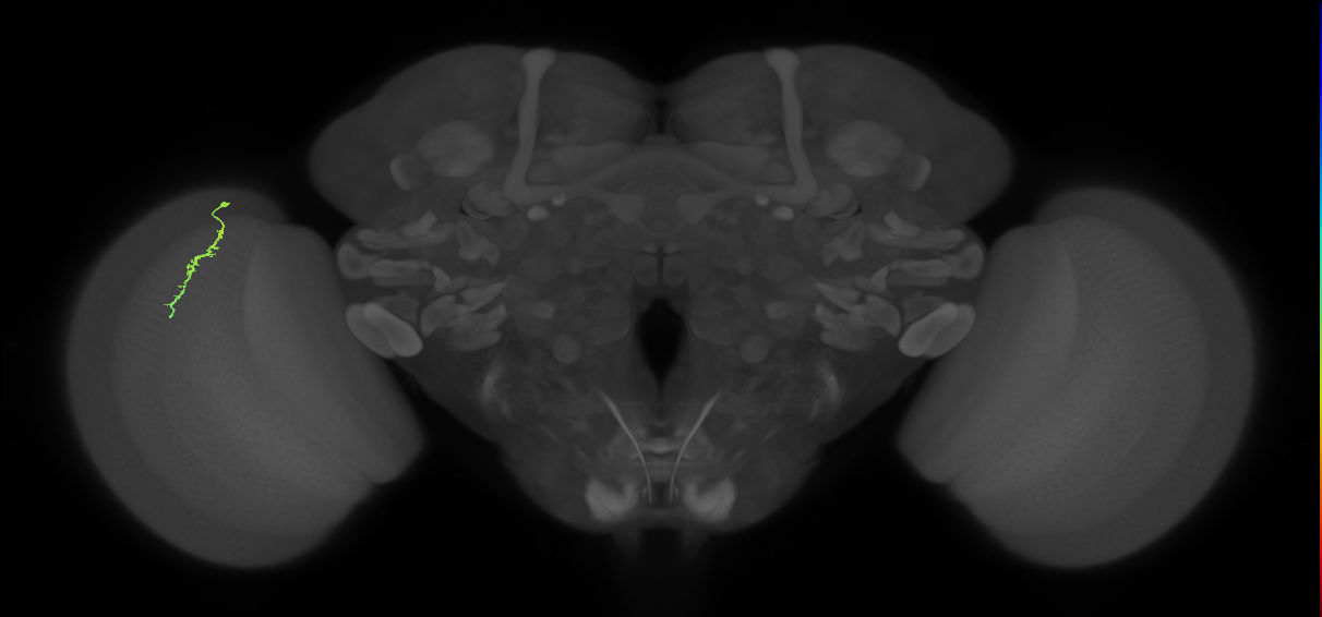 Dm3a_L (MaleCNS:156818)