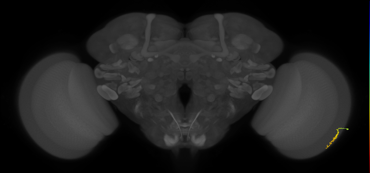 Dm3a_R (MaleCNS:123839)