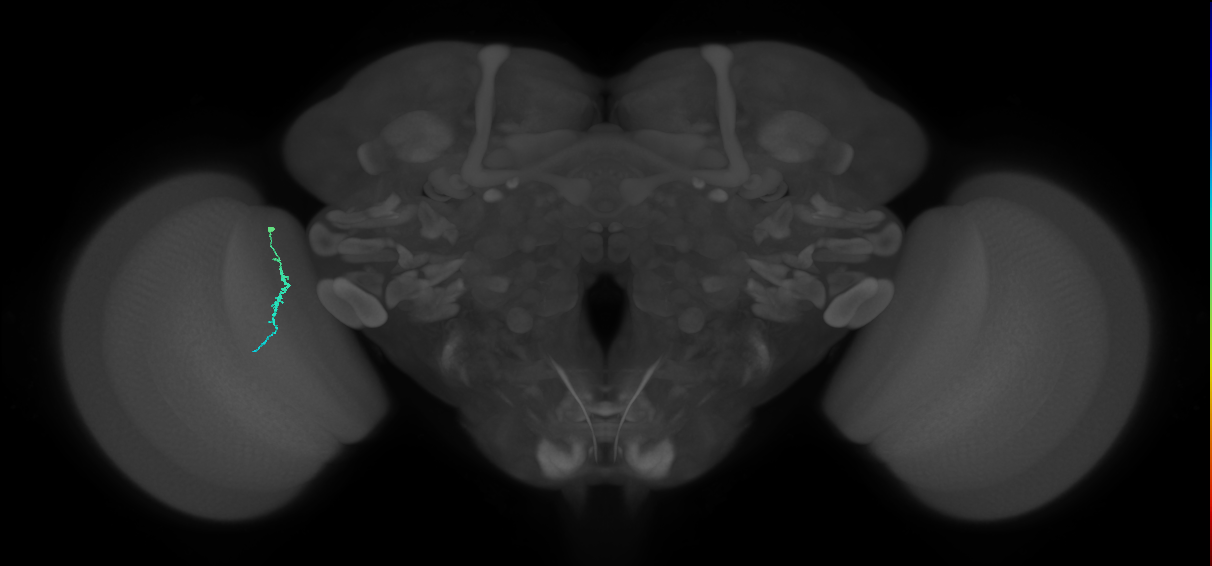 Dm3a_L (MaleCNS:225798)