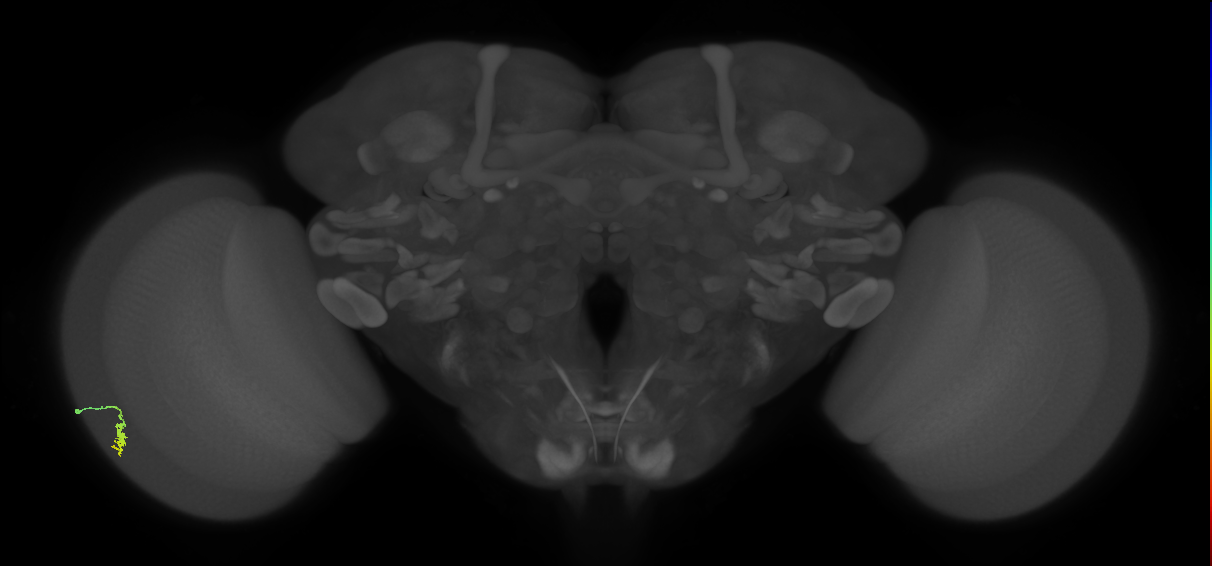 Dm3a_L (MaleCNS:517057)