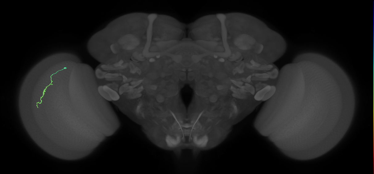 Dm3a_L (MaleCNS:190650)