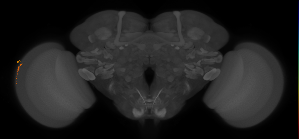 Dm3a_L (MaleCNS:118330)