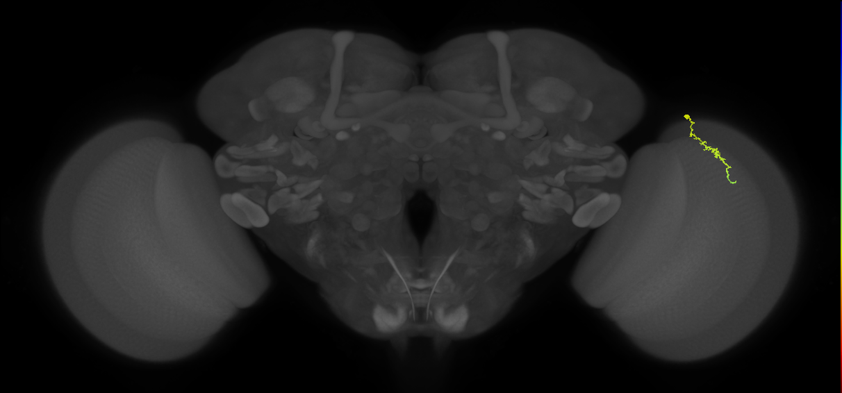 Dm3a_R (MaleCNS:157311)