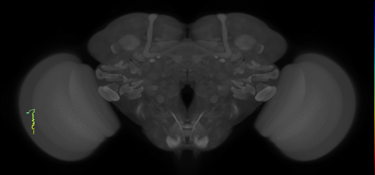 Dm3a_L (MaleCNS:580829)