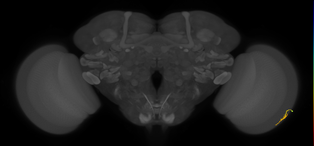 Dm3a_R (MaleCNS:127410)