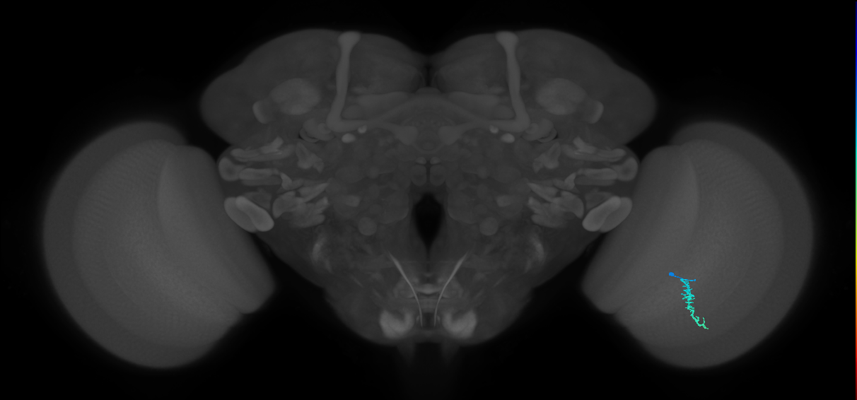 Dm3a_R (MaleCNS:147855)