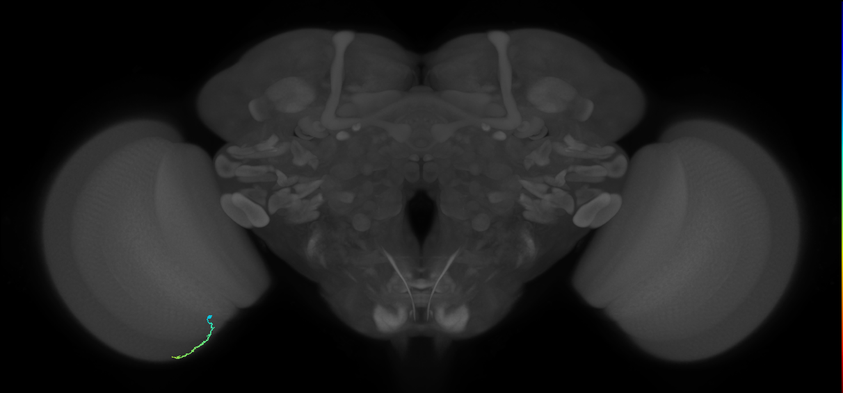 Dm3a_L (MaleCNS:553795)