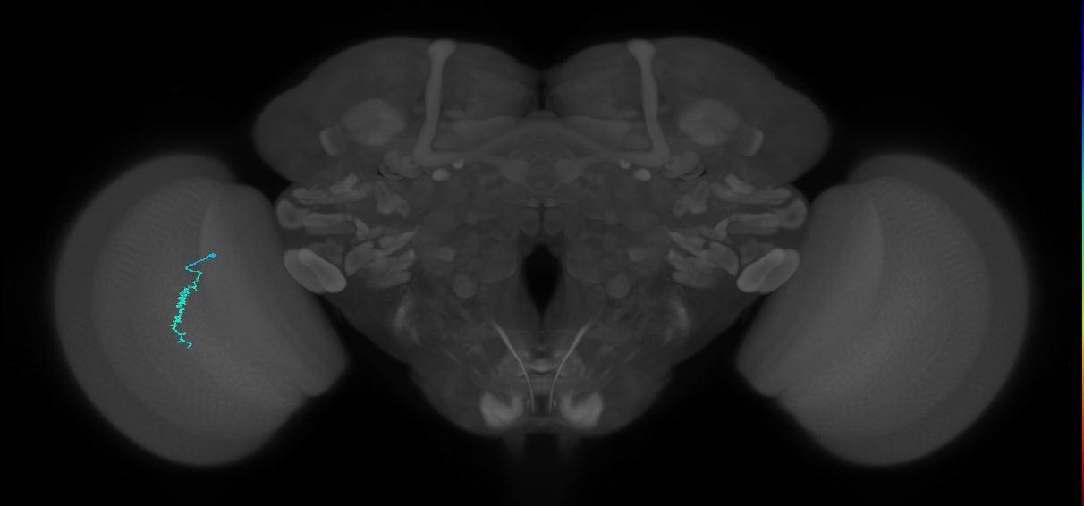 Dm3a_L (MaleCNS:160154)