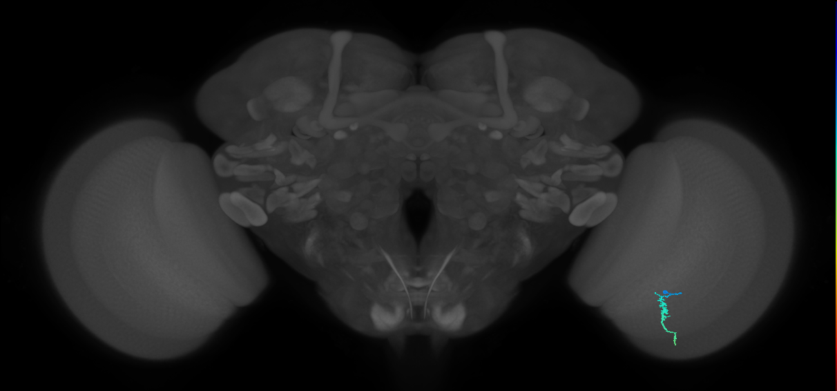 Dm3a_R (MaleCNS:192781)