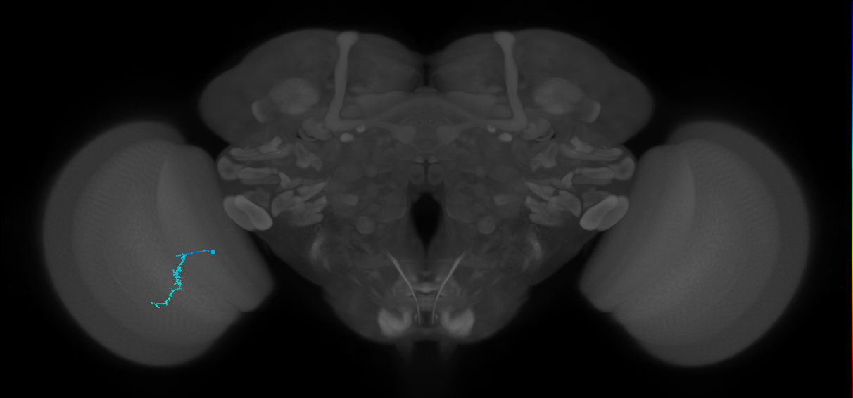 Dm3a_L (MaleCNS:513871)