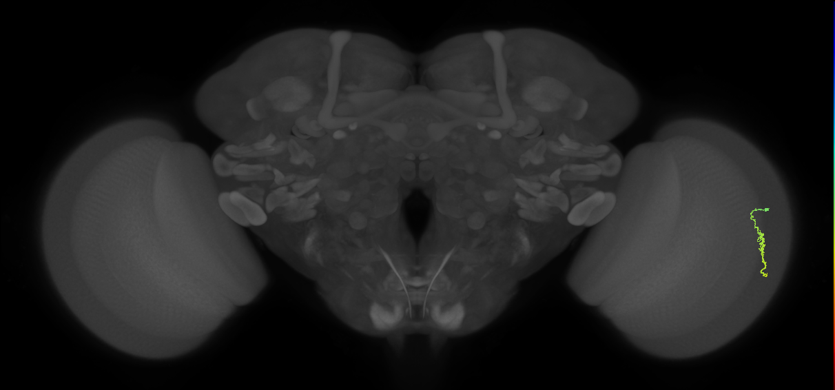 Dm3a_R (MaleCNS:175903)