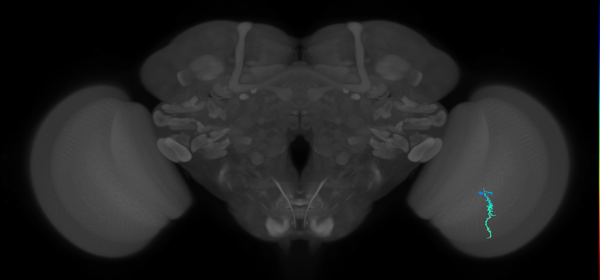 Dm3a_R (MaleCNS:131209)