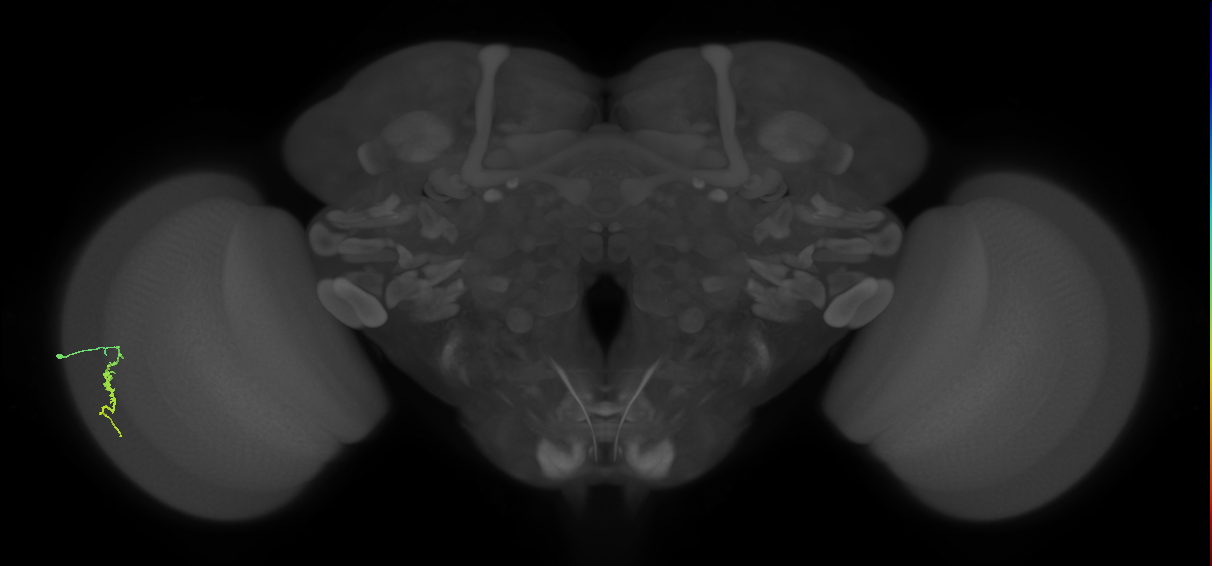 Dm3a_L (MaleCNS:118033)
