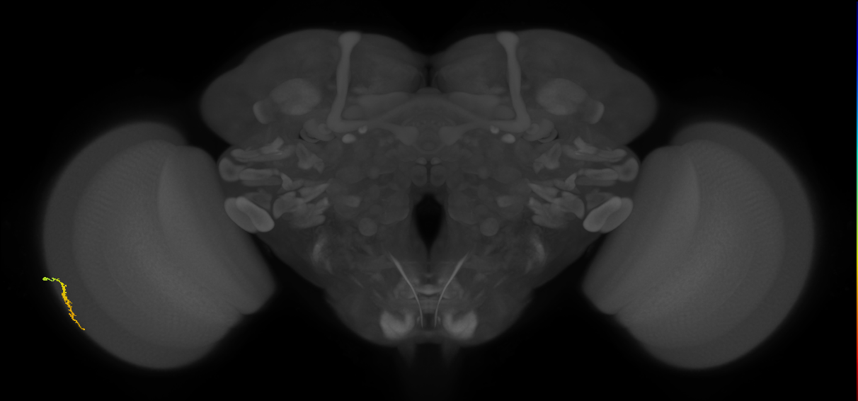 Dm3a_L (MaleCNS:565252)