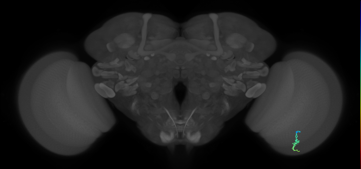 Dm3a_R (MaleCNS:120330)